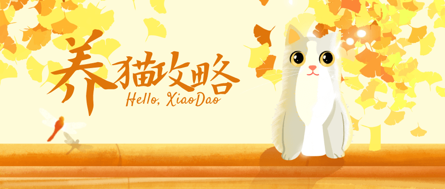 猫咪训练+养猫攻略大全-副业网